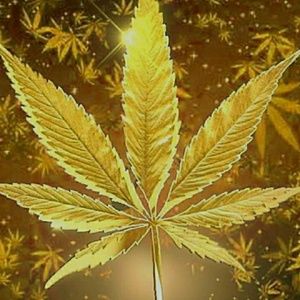 Meet your Posher, Jesse